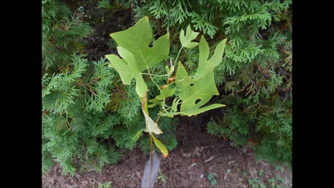 Song of the Tulip Poplar Tree Seedling 9 16 2019