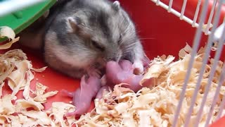 Birth of hamster puppies.