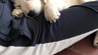 Dogy Feel Loved By His Owner