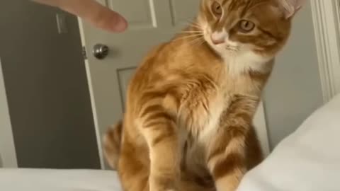 FUNNY CATS and DOGS 🐱🐶 Clumsy Mom Cats 🙃 Talking Cats 😹 New Funniest Animals Videos 2023 😂