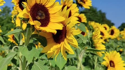 Sunflower Splendor: A Colorful Journey Through Fields of Gold