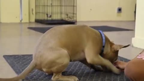 Positive Reinforcement Dog training Video