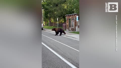 UnBearably Kind Gesture: Highway Patrol Officer Helps Hesitant Bear Cross Street