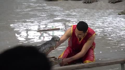 Man slides into crocodile’s mouth at Thai zoo