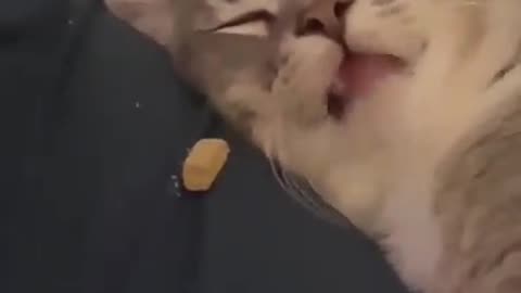 Owner tried the treat thing with his sleeping cat