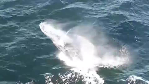 Encountered a whale splashing in the open sea