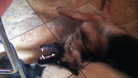 Pet Raccoon having fun with dog an german Shepherd ^^