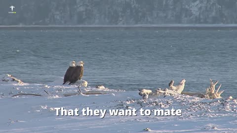 The Power Of Eagle Mindset - Best Motivational Video - Titan Man