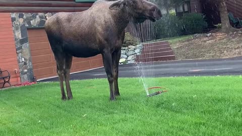 Moose Makes The Most Of Garden Sprinkler