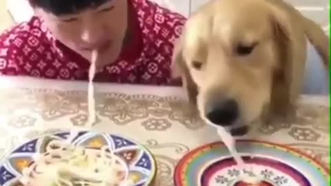 Intelligent dog in an eating competition with a man. You can't stop laughing