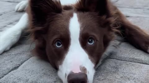 Reading Dog Nice and Funny Pet Video
