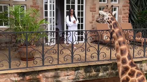 Betty the Giraffe Loves Her Morning Treats