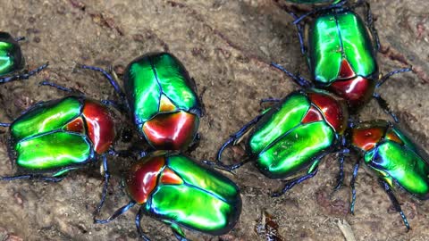 Incredible Colourful Flower Beetles [ Protaetia speciosa jousselini]
