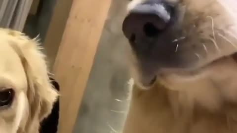 This dog prevents his friend from fighting