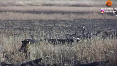 LEOPARD HUNTING JACKAL THAT IS HUNTING BIRDS