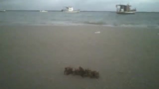Filmando um sargaço na areia da praia, barcos de pesca e o mar [Nature & Animals]
