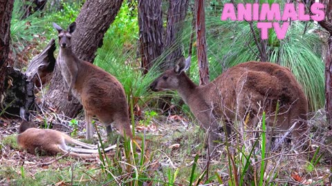 Red Kangaroo, Flinders Ranges National Park