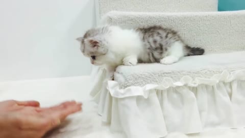 Lovely Cutest Short Leg Munchkin Cat