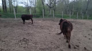 Cows jumping