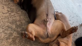 A Very Relaxed Dog Airs Himself Out