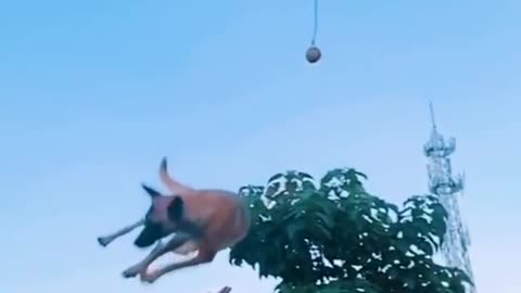 Dog flying ( UNBELIEVABLE) AMAZING Stunt 😱😱😱😱😱OMG YOU WILL shock after seeing video