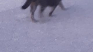 Cat Walking The Streets