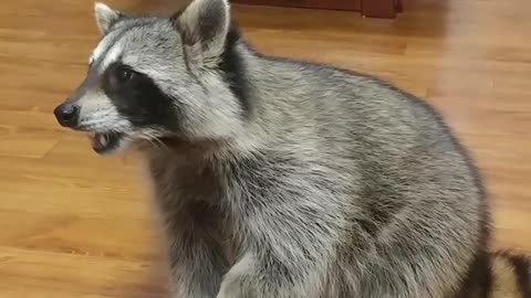 Talented raccoon shows off vast array of tricks