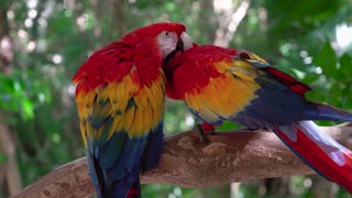 Couple of tamed macaws