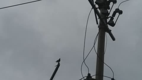 The magpie on the power pole is the magpie I saw yesterday