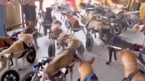 "Paws on Pedals: Canine Racing Extravaganza on Walker Bikes! 🚴‍♂️🐾"
