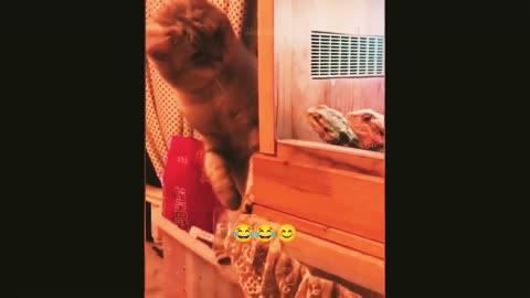 Funniest cat 🐈🐈🐈 laugh hard