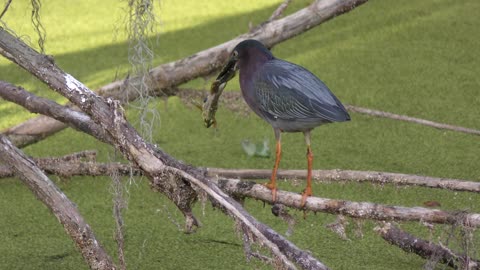 Green heron feeds on frog in Florida swamp