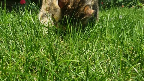 Cat's Grassy Delight