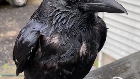 A soaking wet crow