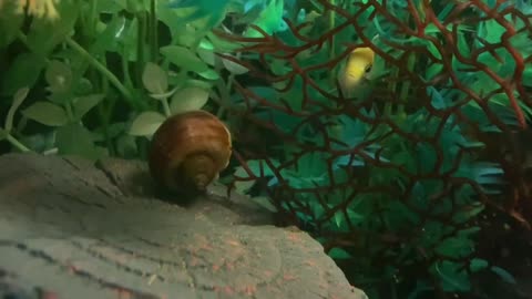 RIDING BUBBLES 🐌