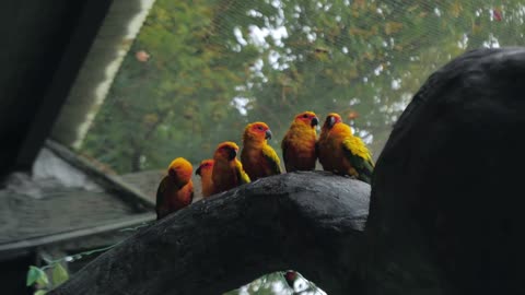 Beautiful colorful sun conure (Aratinga solstitialis parrot) birds on the tree branch on rainy day