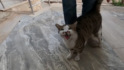 Fat cat Meowing Very Loudly and Acting Funny