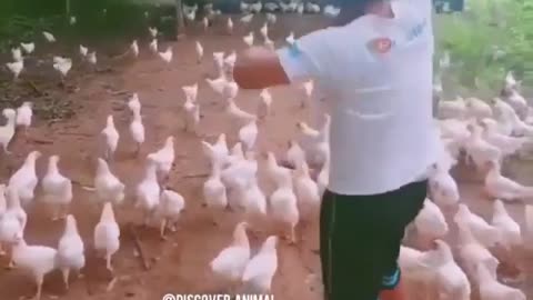 THE WARFARE CHICKENS