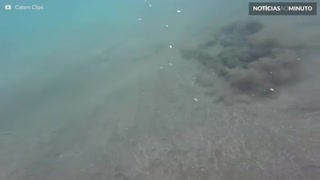 Vídeo mostra arraia desaparecendo no fundo do mar