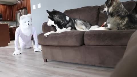 Husky Pranked By Wolf Mask!