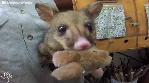 Orphaned Opossum Takes The Tiniest Sips Of Milk