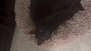 Adopting a Cat from a Shelter Vlog - Piper in Her Fluffy Bed in the Middle of the Night #shorts.