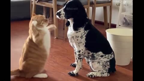 Funniest Animals - Best Funny Animal Videos