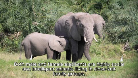 MALE VS FEMALE ELEPHANTS