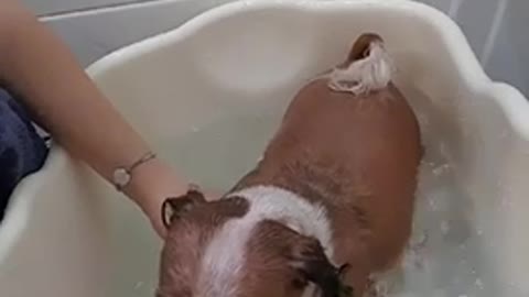 Dog nice and warm spa