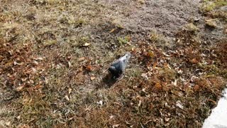 The pigeon loves to find its own food.