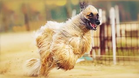 Dogs that run faster than Usain Bolt