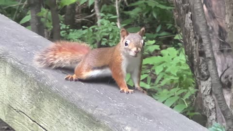 Red-Tailed squirrel trying to bypass me to get to the almonds