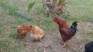 Free Ranging Chickens