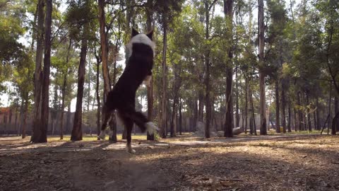 Dog Catching Frisbee in Air